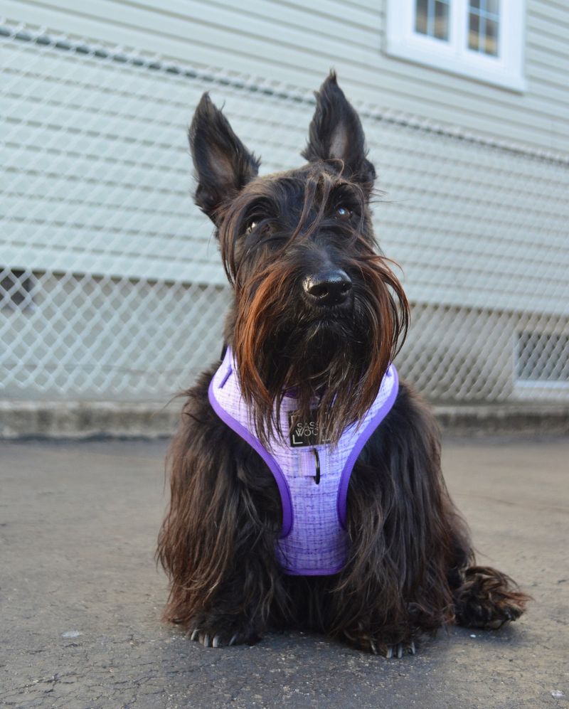 Scottish Terrier