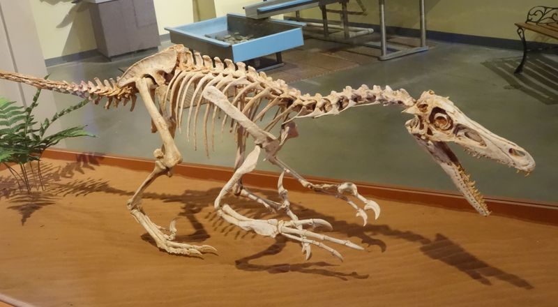 Velociraptor