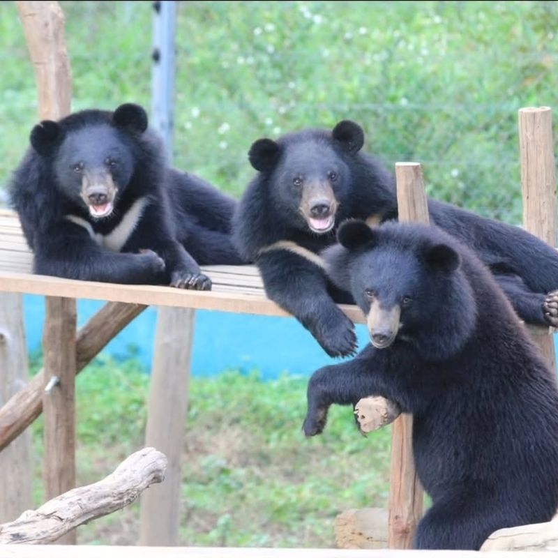 Asian Black Bear