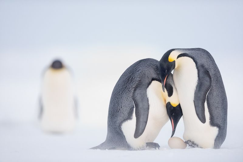 Penguin