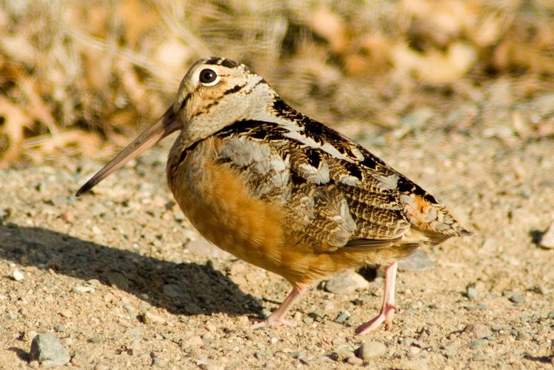 American Woodcock
