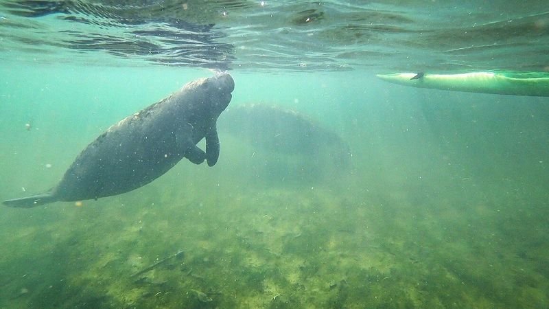 Manatee