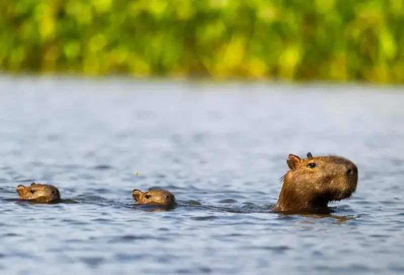 Capybara