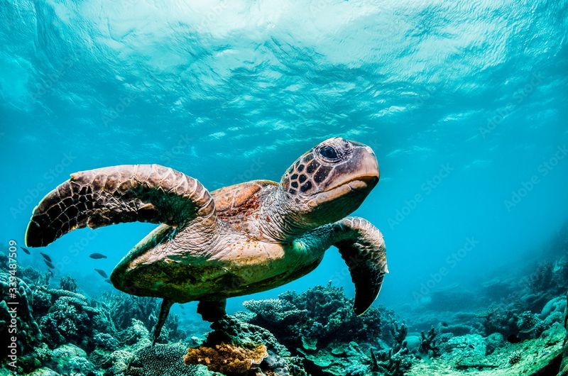 Sea Turtles