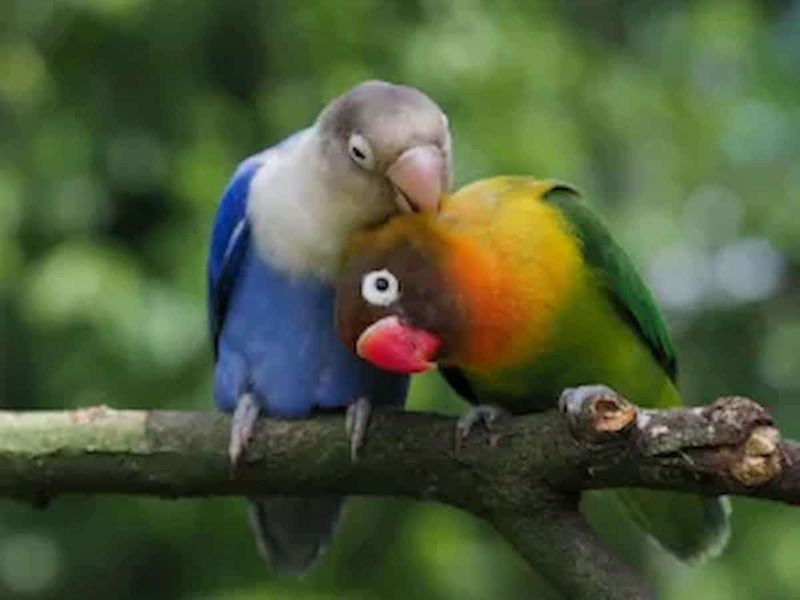 Lovebird
