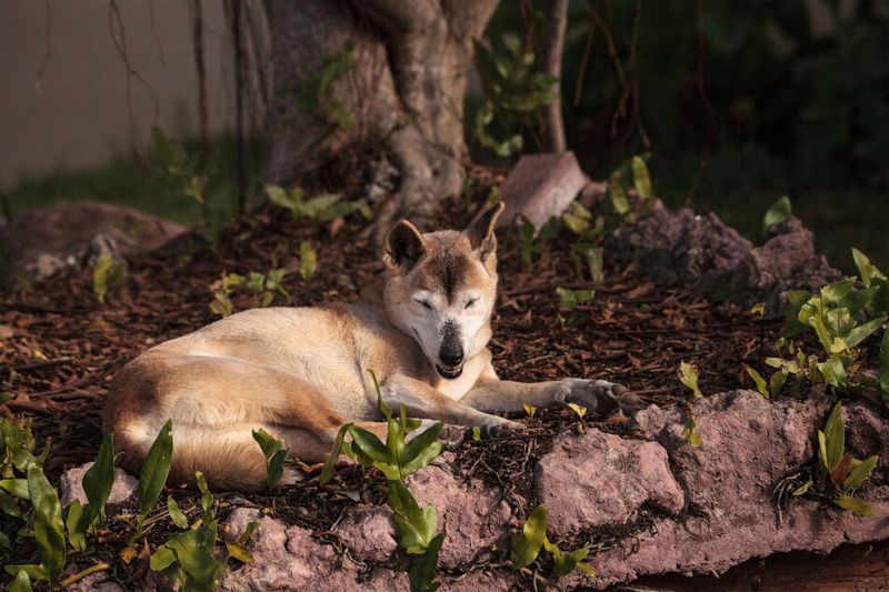 New Guinea Singing Dog