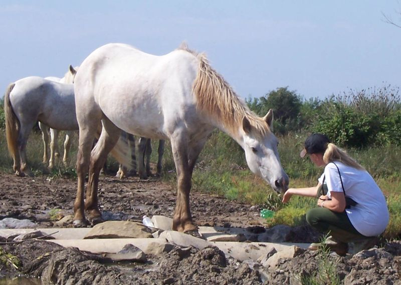Camargue Horse
