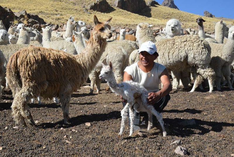 Alpacas