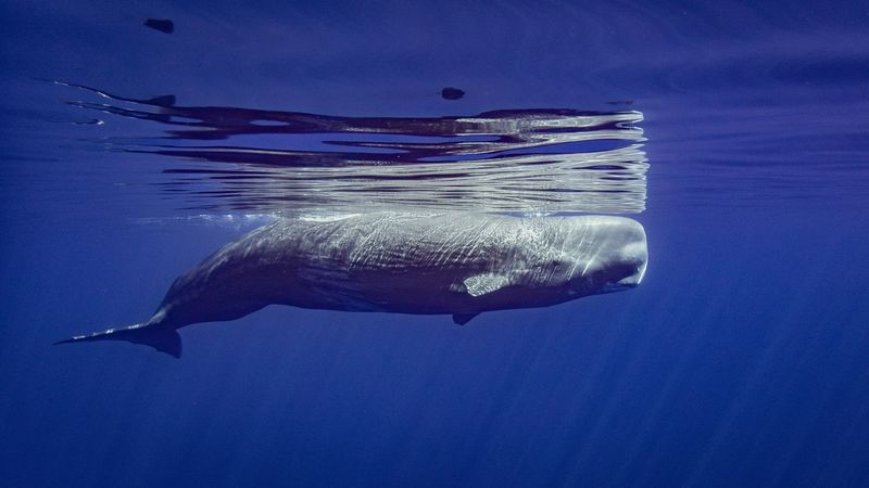 Sperm Whale