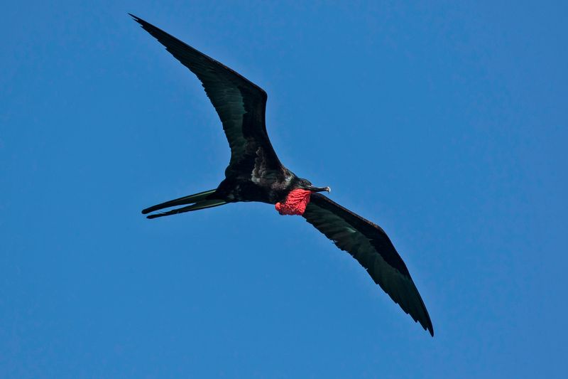 Great Frigatebird
