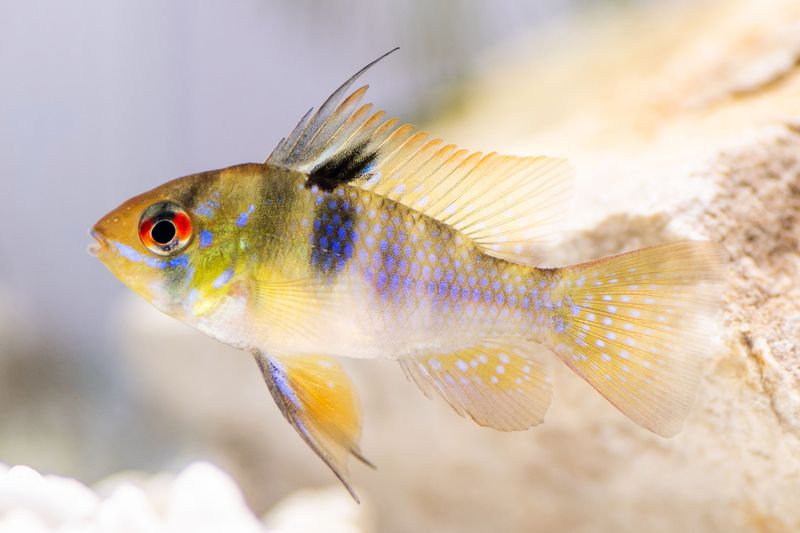 German Blue Rams