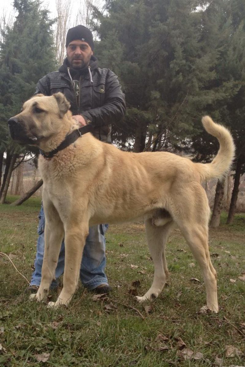 Boz Shepherd