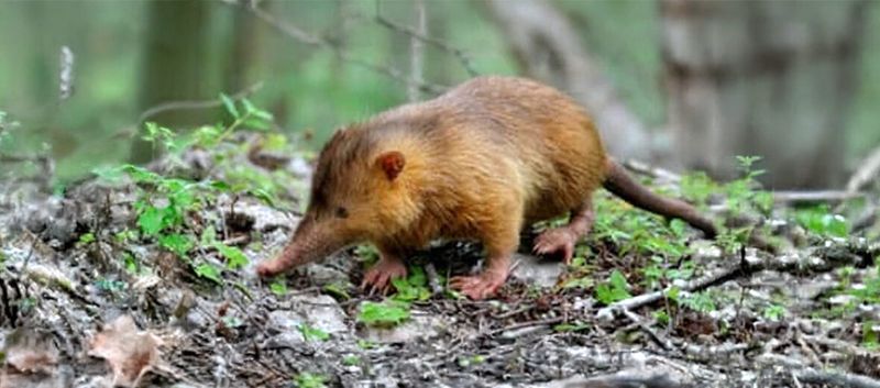 Hispaniolan Solenodon