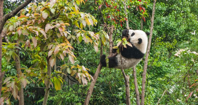Giant Panda