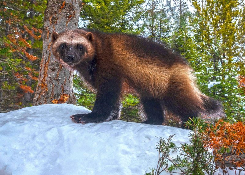 Wolverine