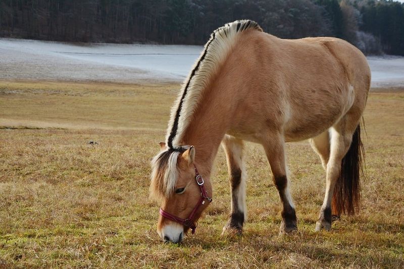 Fjord Horse