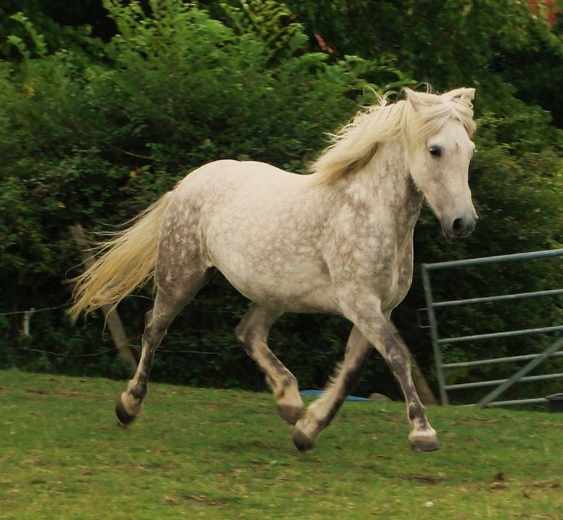 Eriskay Pony