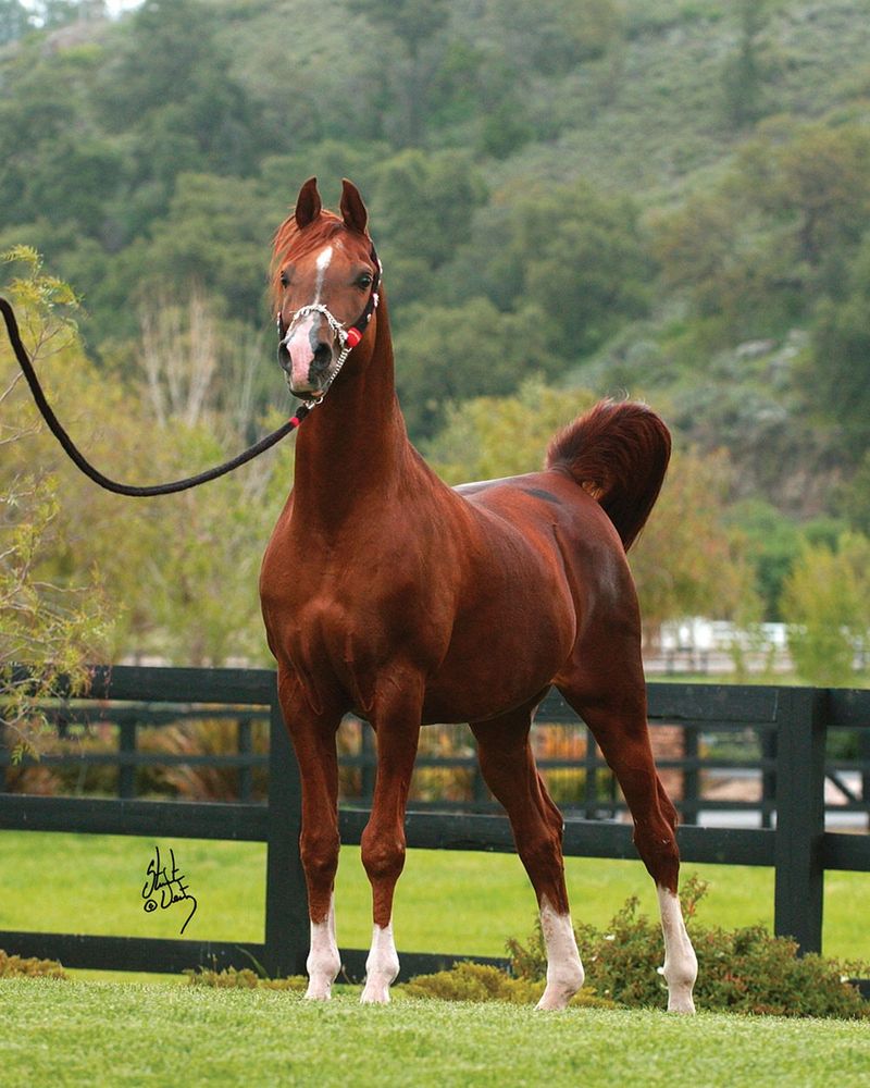 Arabian Horse