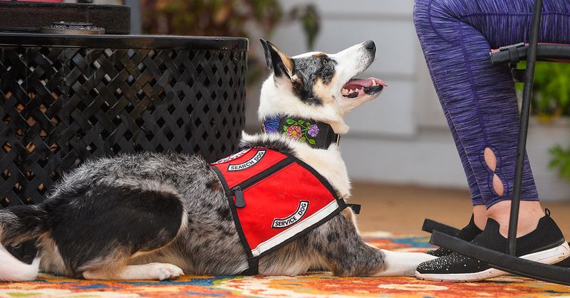 Dogs Sensing Seizures or Cancer