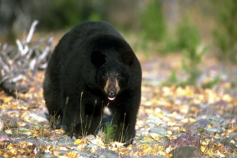 Michigan - Black Bear
