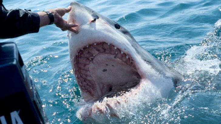 Massive Great White Headed for Shore—This U.S. Beach Is on High Alert