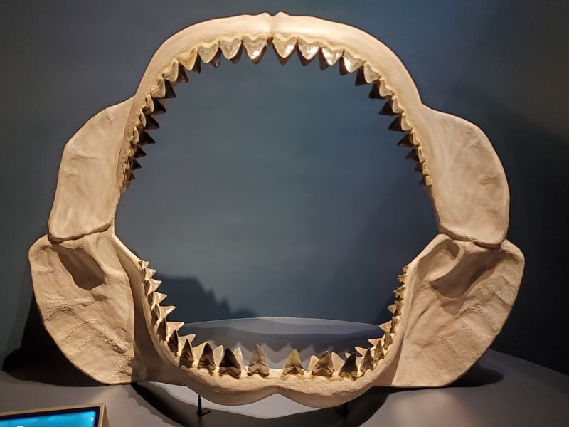 Jaw Power