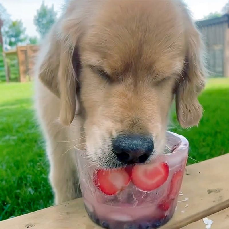 Using Frozen Treats for Cooling