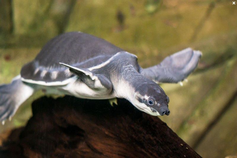 Fly River Turtle