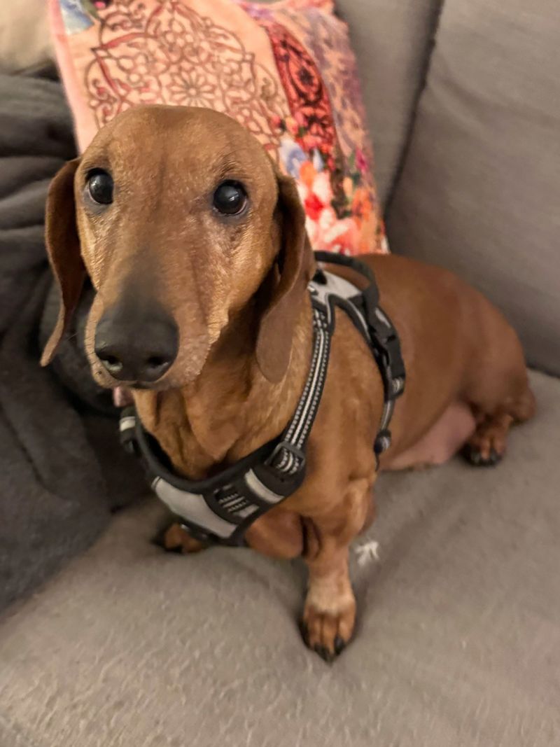 Maxine the Loyal Companion