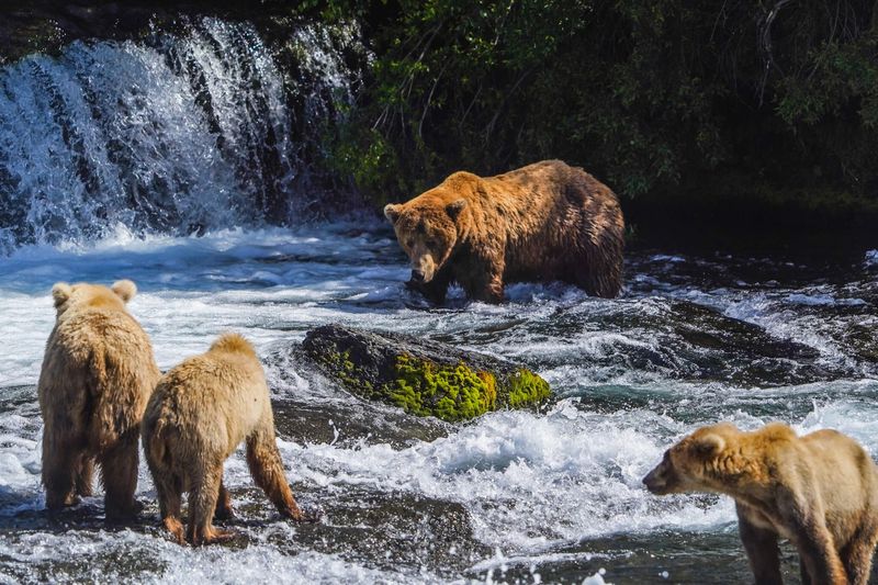 Brook Falls Trail – Katmai NP, AK