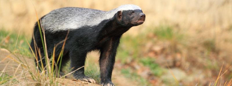 Honey Badger