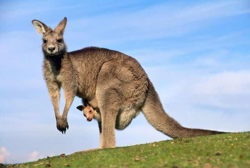 Kangaroo