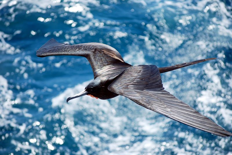 Frigatebird