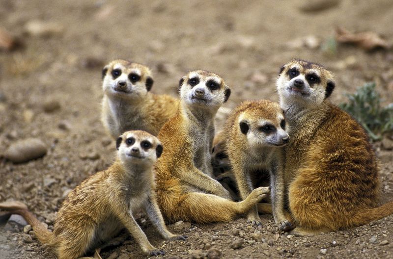 Meerkats