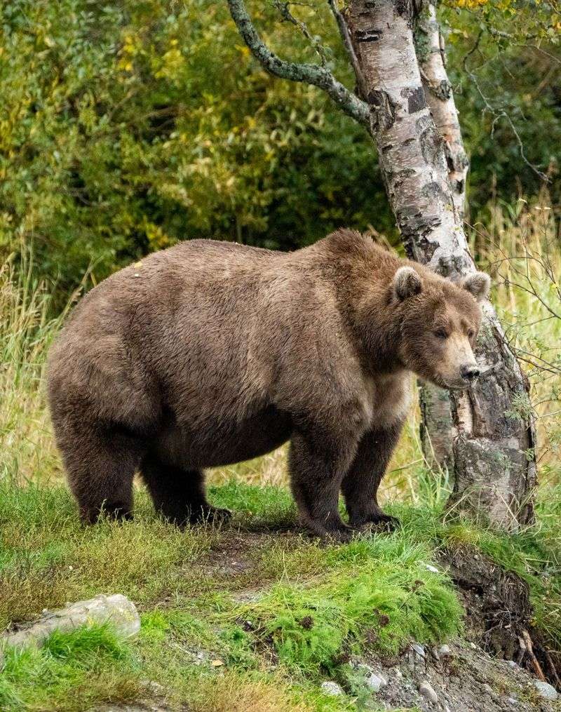 Kodiak Bear, Alaska