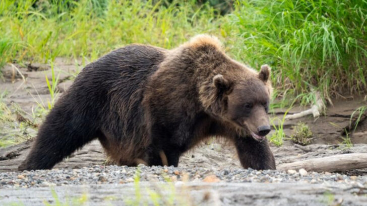Meet the 15 Biggest Brown Bears Ever Spotted in North America (They’re Giants!)