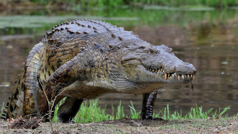 Nile Crocodile