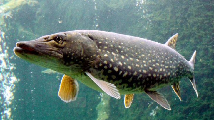Meet the 18 Biggest Freshwater Predators Ever Found in the Wild