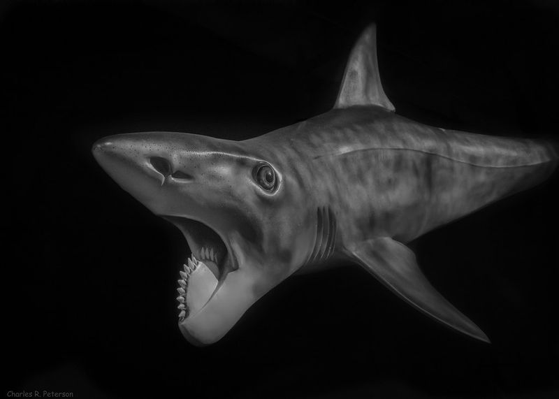 Helicoprion
