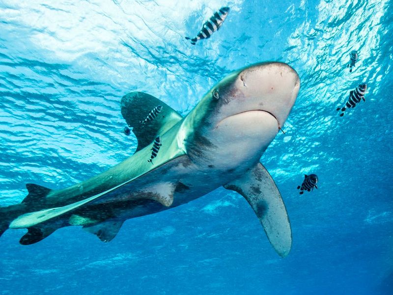 Oceanic Whitetip Shark (Carcharhinus longimanus)