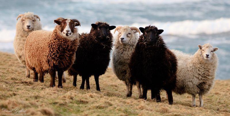 Shetland Sheep