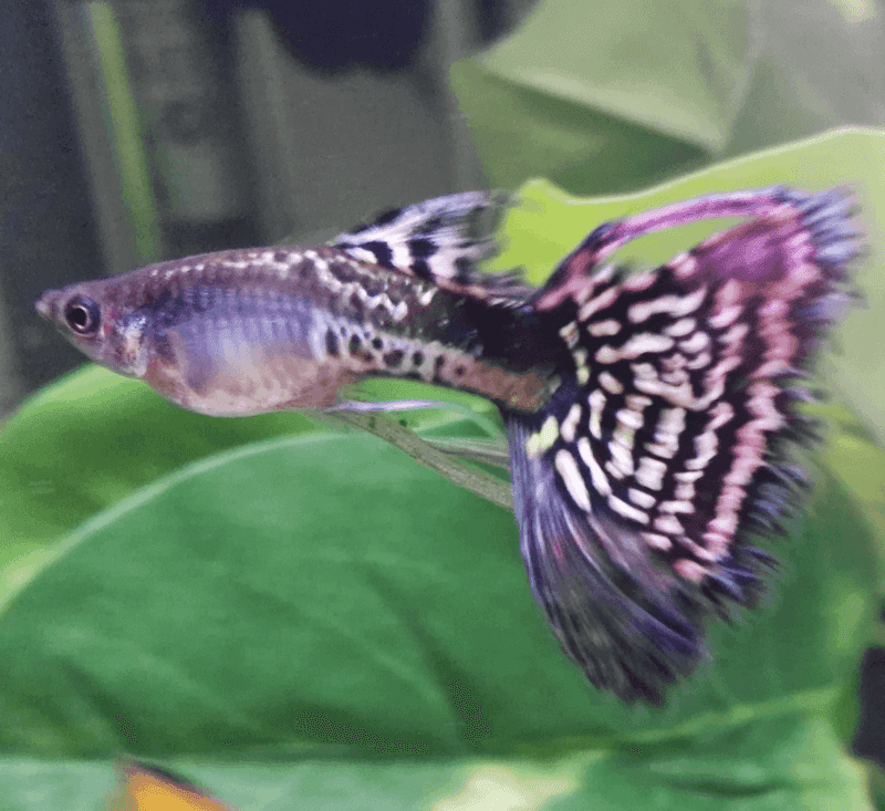 Metalhead Guppy