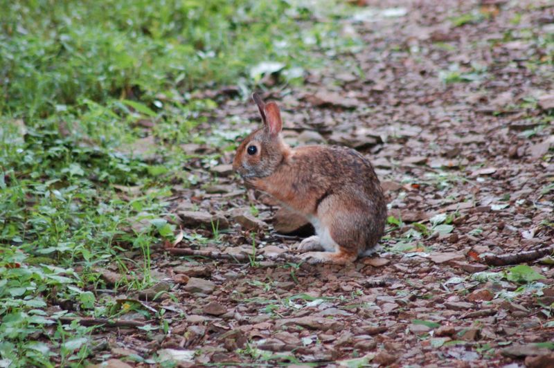 Appalachian Cottontail