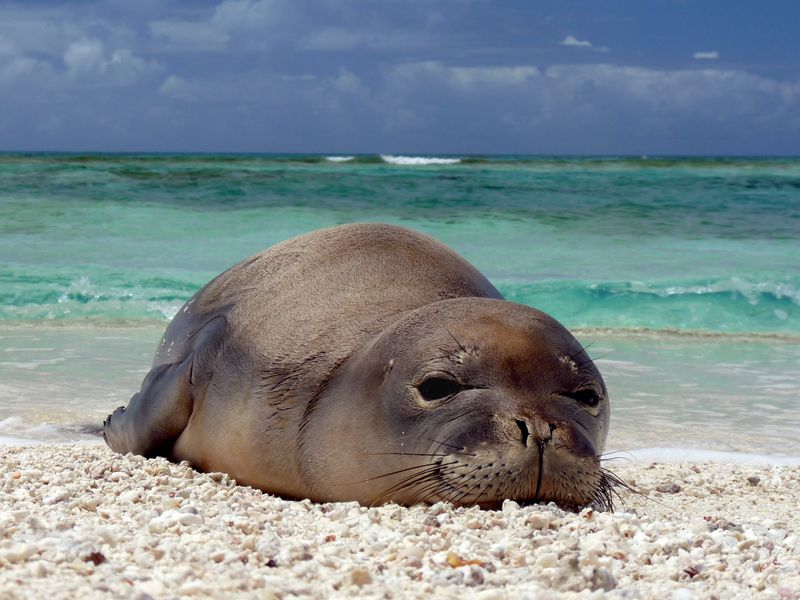 Hawaiian Monk Seal