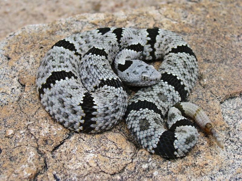 Banded Rock Rattlesnake