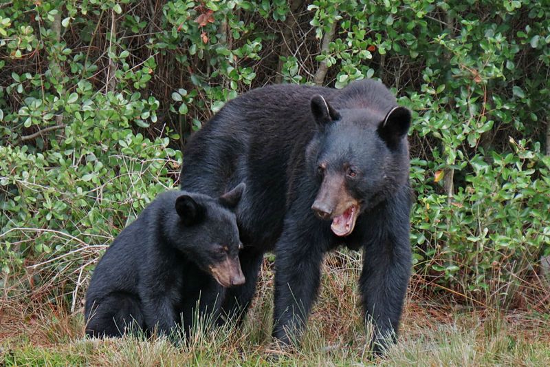 Florida Black Bear