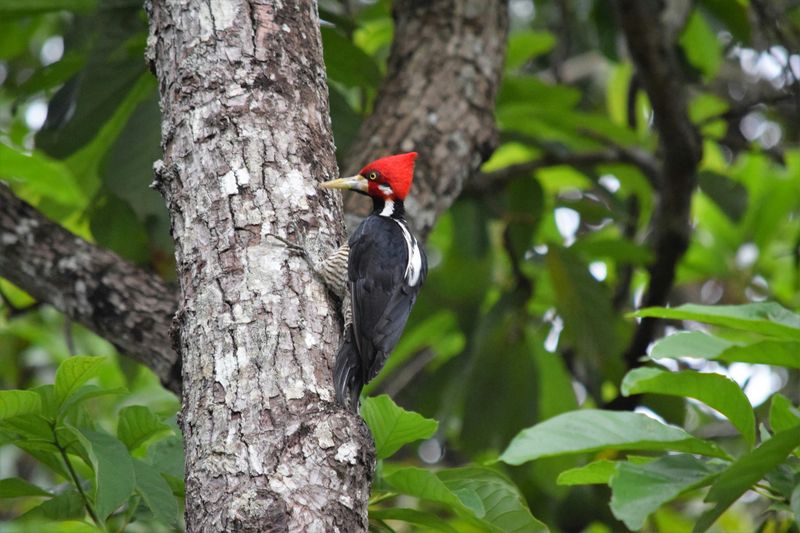 Ivory-Billed Woodpecker