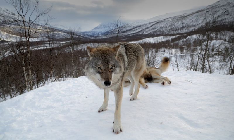 Alaska