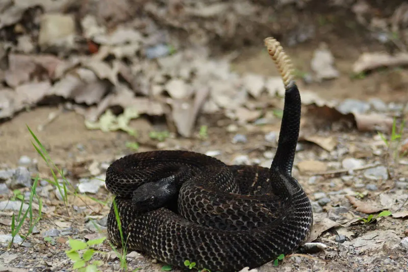 Minnesota - Timber Rattlesnake