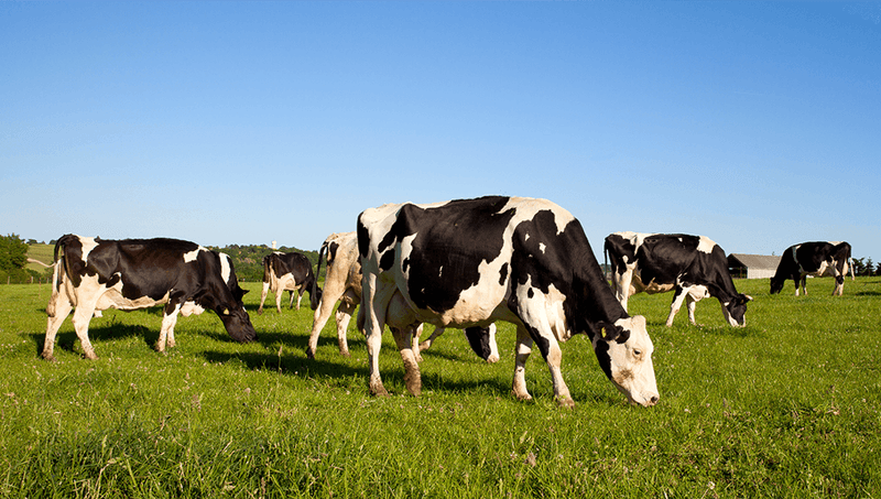 Cows Aligning with Earth’s Magnetic Field
